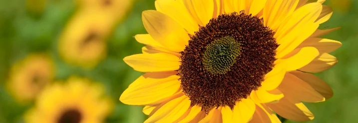 Eine Sonnenblume mit verschwommenem Hintergrund